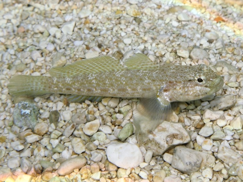 Primi sentori di Gobius bucchichi e Gobius incognitus ante 2016